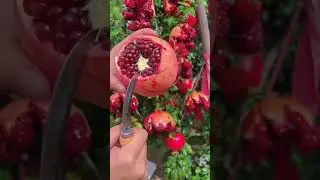 Perfect Cut! Revealing the Gorgeous Secrets of a Red Pomegranate