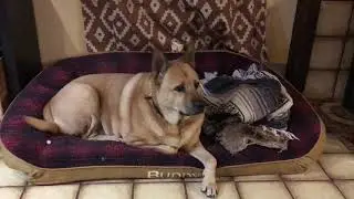 Buddy Relaxes on His Orvis Bed