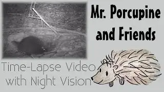 Mr. Porcupine and Friends Time-Lapse
