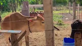 Terça feira animada/tratando das novilhas/cuidando do lar 🏡