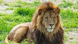 Hunting Tactics: The Different Hunting Techniques and Strategies of Lions