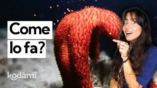 Come nasce una stella marina? I segreti della riproduzione dalla clonazione alla metamorfosi