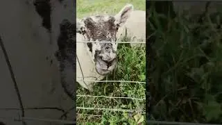 Sheep be like 