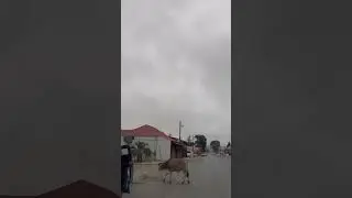#SouthAfrica #Road #Hazards #Cattle ⚠️ #Drive