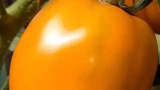 Томат салатный ИЛЬЯ МУРОМЕЦ. Ярославская обл.