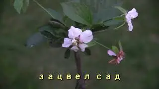 В сентябре 2023г. зацвела в саду черешня