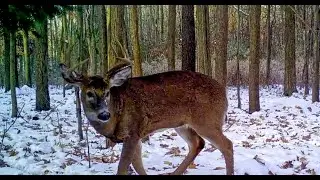 MICHIGAN Deer Hunting 2019( Opening Weekend Deer Camp)