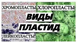 Типы ПЛАСТИД и их функции ЕГЭ