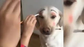 30 кошек и собак, от которых вы будете смеяться вслух