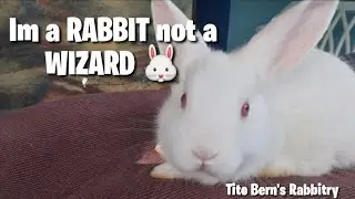 You're a wizard Harry.. 🤣🤣 | Tito Bern's Rabbitry