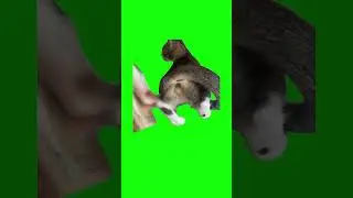 Cat Dancing for Money | Green Screen