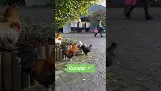 Willie Mullins’ animals 🦆 
