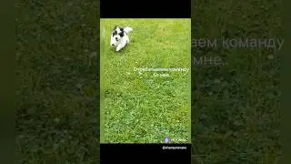 Представляем очаровательных питомцев породы Бивер терьер. #puppy #собака #doglover #бивер