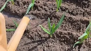 Подкормите так чеснок весной и урожай вас порадует! Чем и как подкормить чеснок весной