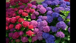 Виды гортензий, их отличия. Почва для посадки | Types of hydrangeas