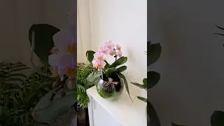 #sphagnum_eco #orchid #сфагнумфускум #plants #mygreenhome #орхомания #орхидеяфаленопсис