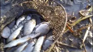 Безбашенная рыбалка руками Crazy fishing hands