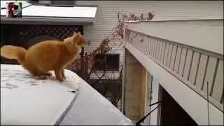 СМЕШНЫЕ КОТЫ! КОТЫ ПРИКОЛЫ 2018!