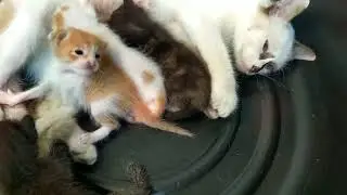 😺