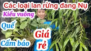 13/2 QUẾ TRẮNG T8. KIỀU VUÔNG & CÁC LOẠI LAN ĐANG NỤ. GIÁ RẺ Lh 0965224337 || PHONG LAN RỪNG