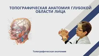 Топографическая анатомия глубокой области лица