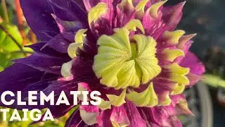 Clematis - Taiga 4K