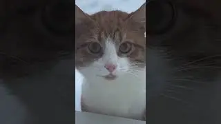Они обязательно поднимут вам настроение 😁