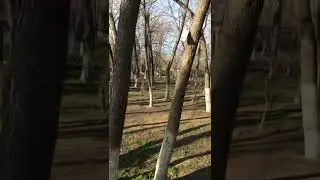 Дятел нашёл себе барабан
