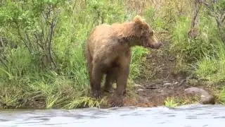 Brown Bear Photography with Guide Russ Owen