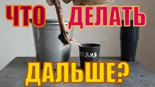 Высаживаем черенки винограда!