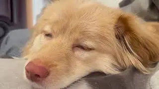 What Dreams Did I Have? #MyFurryBuddy #CapturingPetLife #ThisDogIsSoHumanlike #MyPoochBaby...