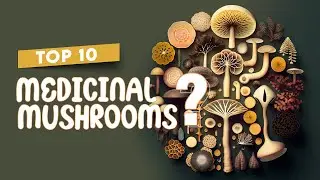 Top 10 Medicinal Mushrooms: Unleashing Nature's Healing Power