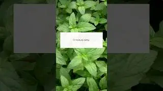 О пользе мяты
