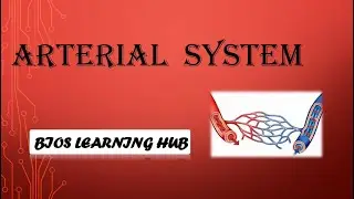 What is arterial system of the human body?