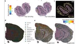 The spatial landscape of gene expression isoforms in tissue sections