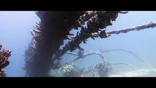 Aruba diving