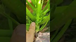 Growing HUGE Squash Plants 4 Weeks UPDATE