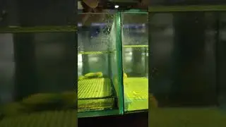 Данио на нересте...