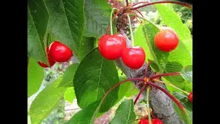 Черешня . Как защитить урожай от птиц.