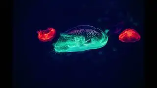 Carré Sinistre - Fade Away (Marcus B. Holt Remix)