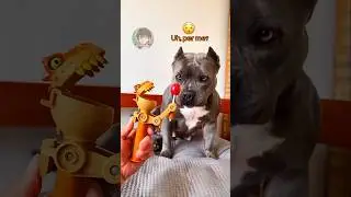 🐶 Vita da cani (PARTE 5)