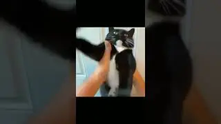 Dancing Cat 4