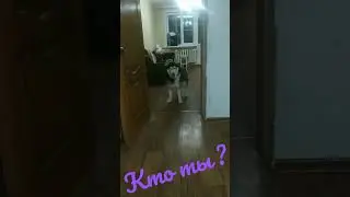 как узнать породу и национальность собаки 