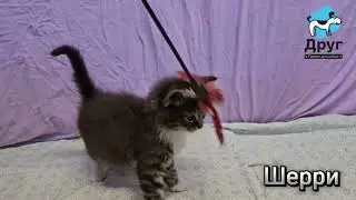 Игривые котята начинают искать дом!