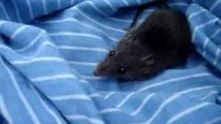 Agile Antechinus