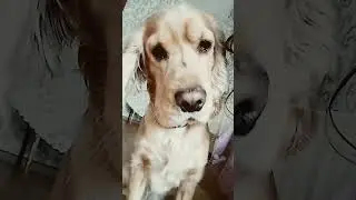 а ваша собака реагирует на звук?