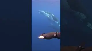You can communicate with Humpback Whales...and it's beautiful! #freediving #humpbackwhale