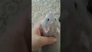 Осень и Аза