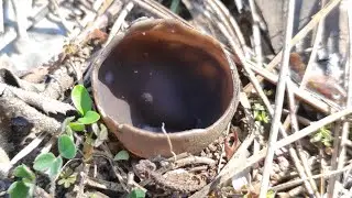 Необычные грибы пицицы