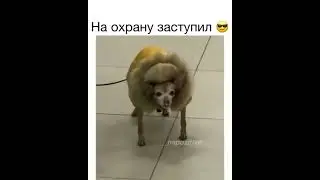 Рэмбо уже не тот 🐶🐶🐶